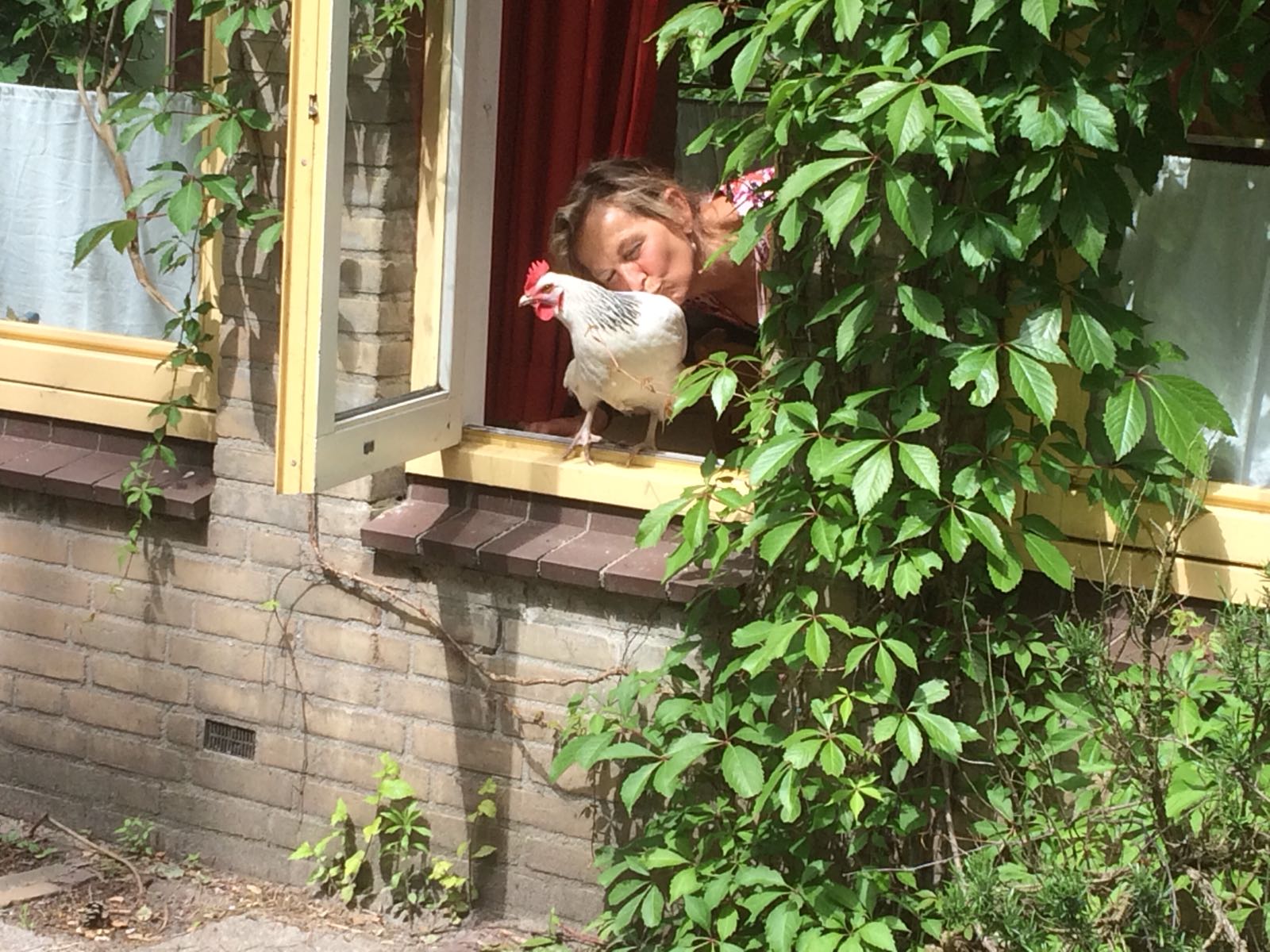 De kippen bij Olles Huis